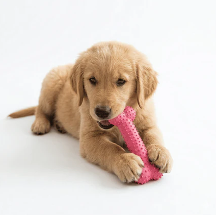 cachorro feliz com brinquedo mordedor fox pet shopping