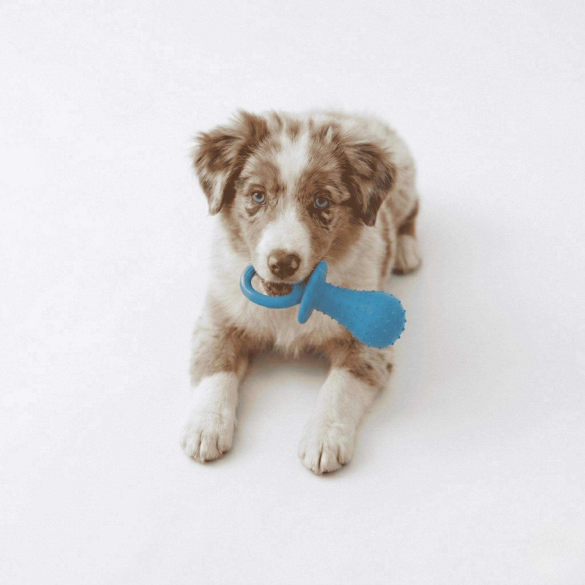 Brinquedo chupeta mordedor azul de borracha para cachorro
